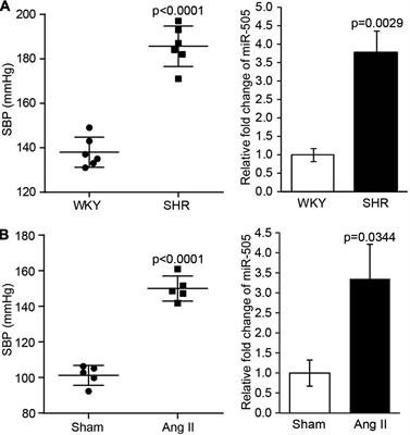 Circulating MicroRNA-505 May Serve as a Prognostic Biomarker for Hypertension-Associated Endothelial Dysfunction and Inflammation